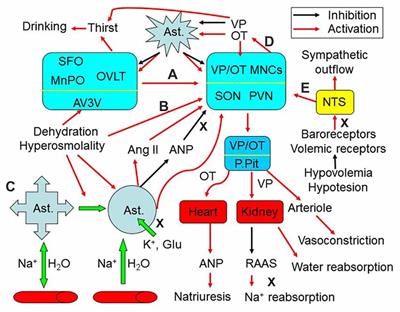 Astroglial Modulation of Hydromineral Balance and Cerebral Edema